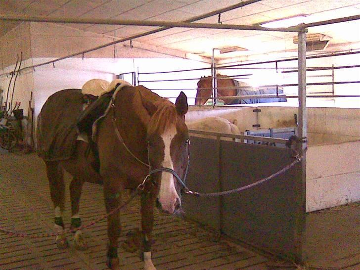 Dansk Varmblod Gaross billede 4