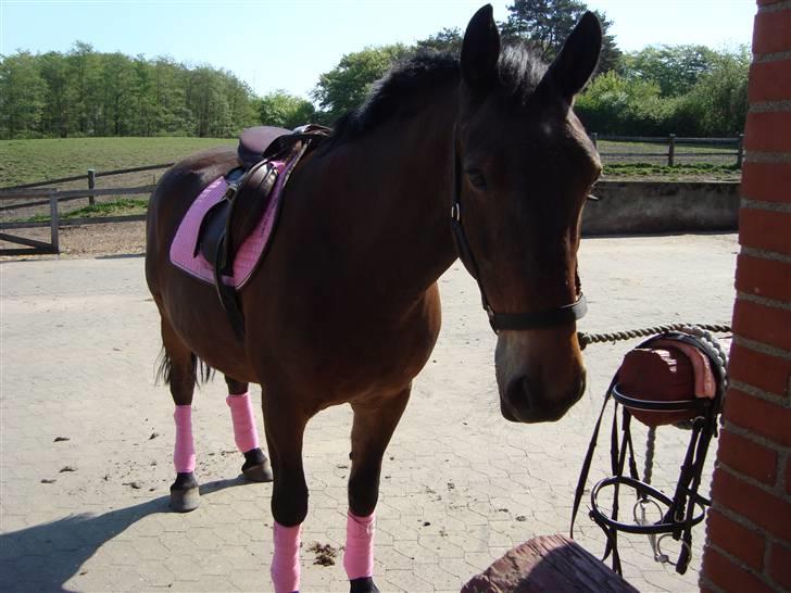 Anden særlig race Bertha <3 R.I.P :'z - "Når verden synes grå maler du min himmel blå, du får det til at ske, ta´r mig nye steder hen, og ryder så passé, så vi maler byen pink"  <3 billede 19