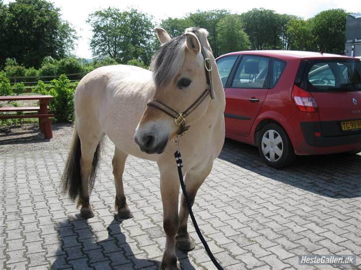 Fjordhest Lukas<3 (L' - Nårh du ser sød ud lukas <3 billede 11