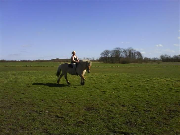 Fjordhest Laika billede 14