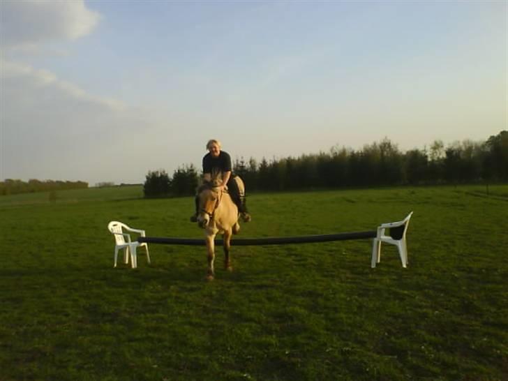 Fjordhest Laika - lidt hop kan vi os :P billede 15