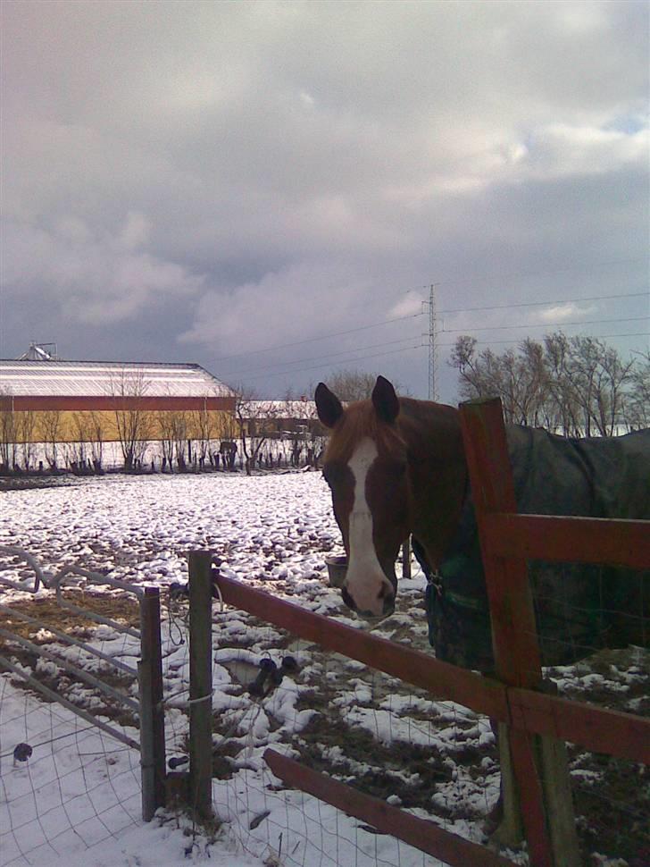 Dansk Varmblod Gaross billede 5