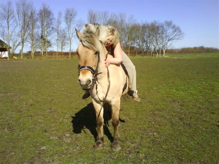 Fjordhest Laika billede 16