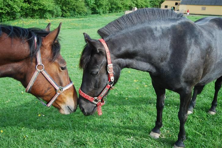 Anden særlig race Mr. Pegasus - årh du er bare min bedste veninde<3 billede 11