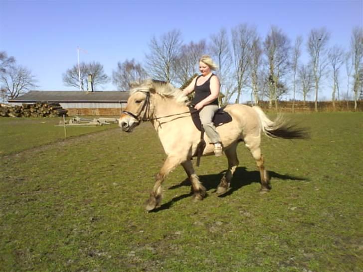 Fjordhest Laika billede 17