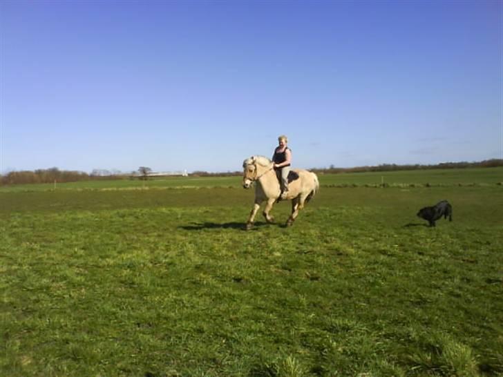 Fjordhest Laika billede 18