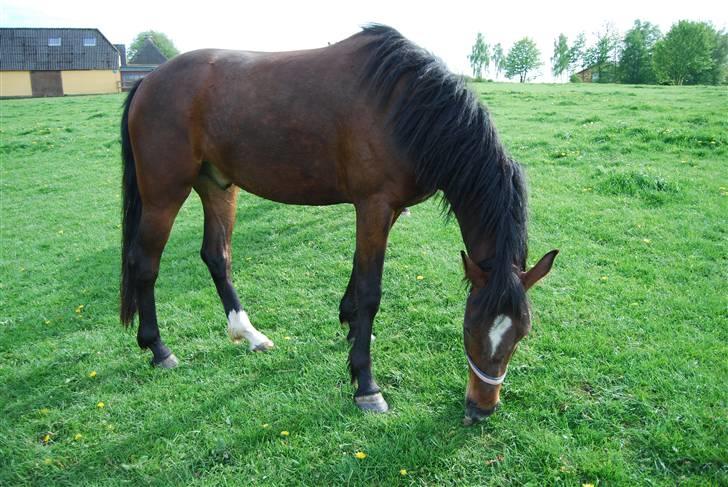 Anden særlig race Mr. Pegasus - dejlig dag med masser af græs billede 12