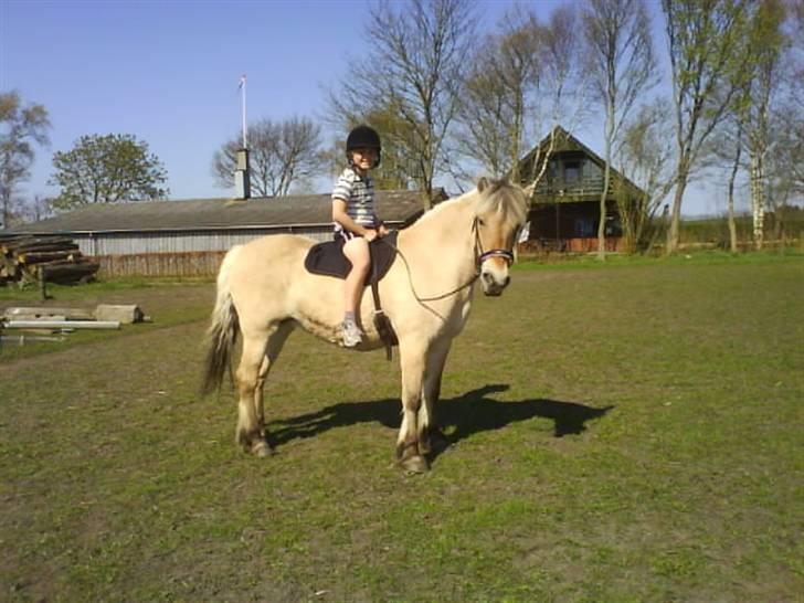 Fjordhest Laika billede 19