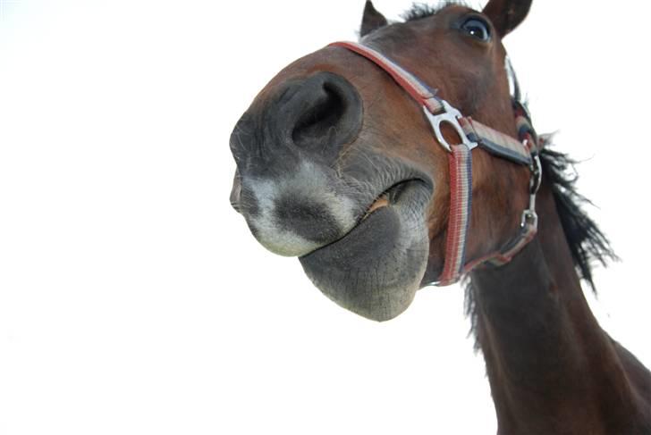 Anden særlig race Mr. Pegasus - MAD dejlige MAD har du noget af det vis jeg nu ser rigtig sød ud? billede 13