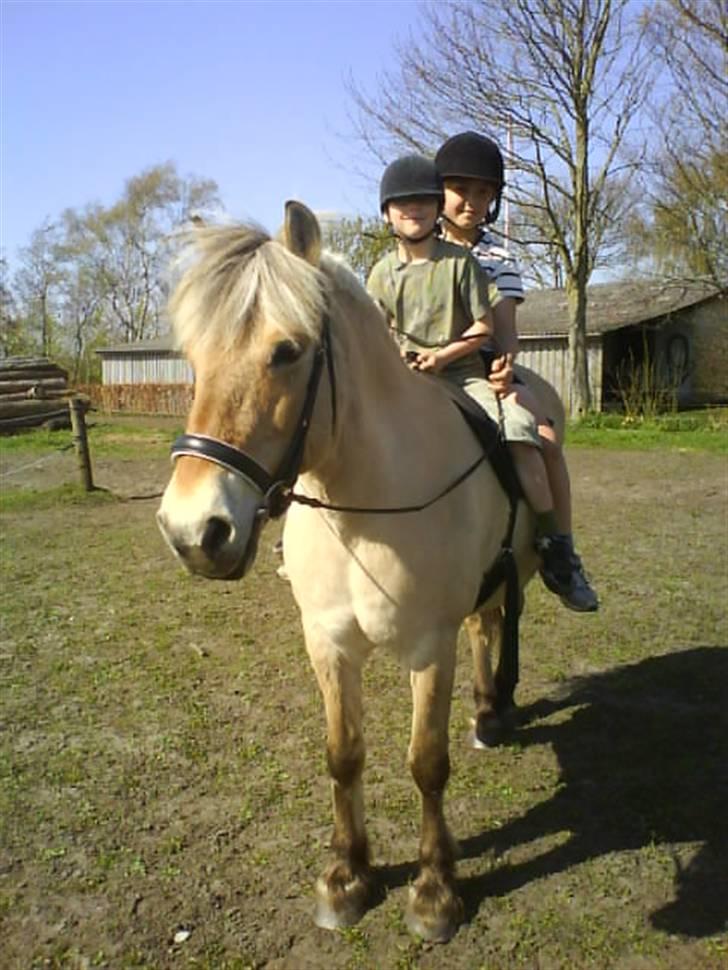 Fjordhest Laika billede 20