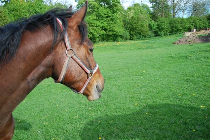 Anden særlig race Mr. Pegasus - jeg vil gerne ind nu!! billede 14