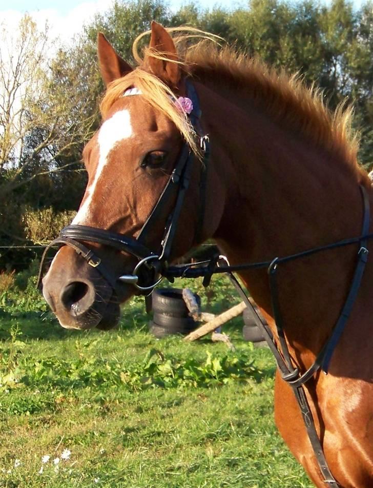 DSP Simone - Jeg rider billede 18