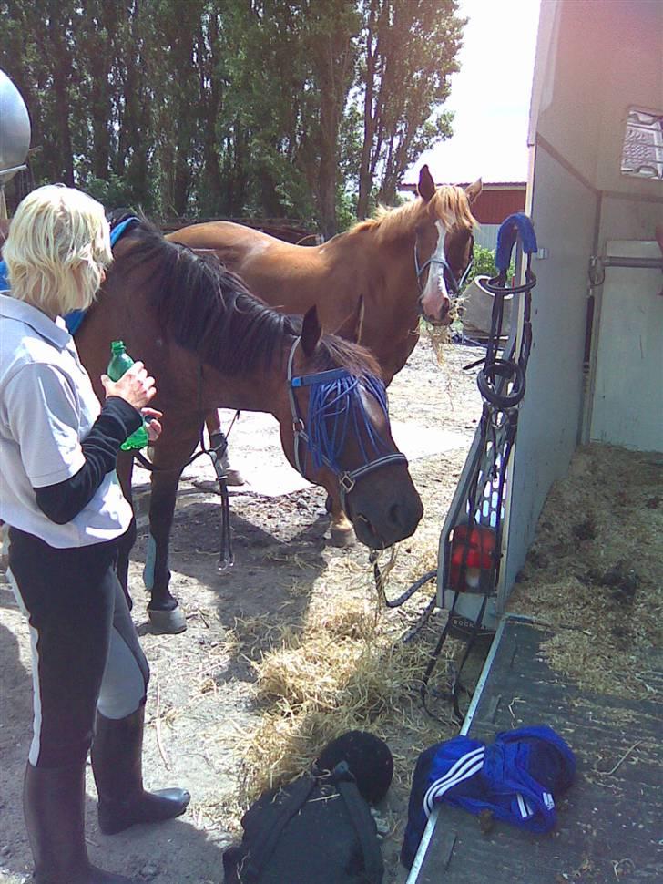 Dansk Varmblod Gaross billede 6