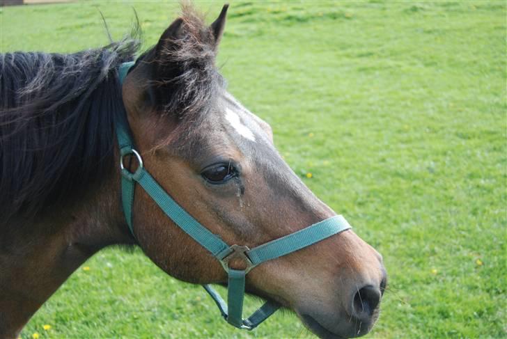 Pinto Next Milton billede 15