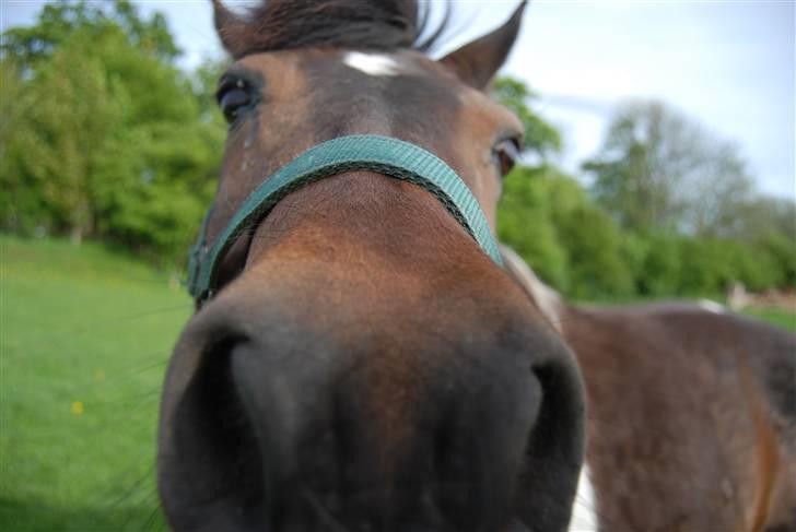 Pinto Next Milton - jeg er smuk ikke?? billede 16