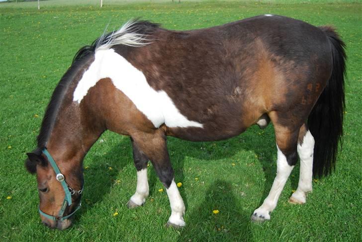 Pinto Next Milton billede 17