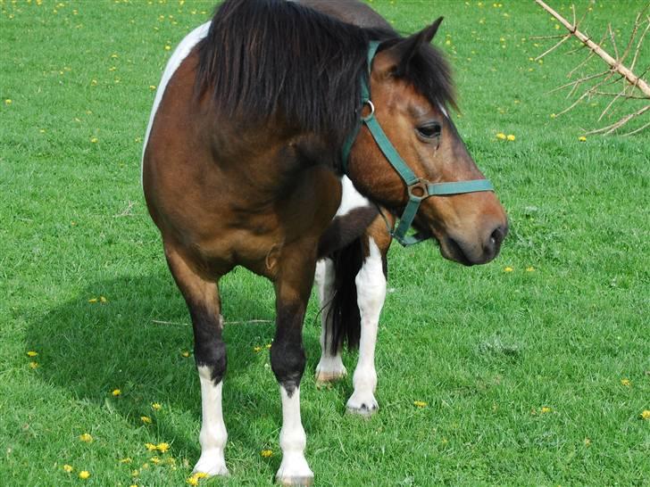 Pinto Next Milton - er her nogen? nej! nårh så kan jeg godt spise vidre billede 18