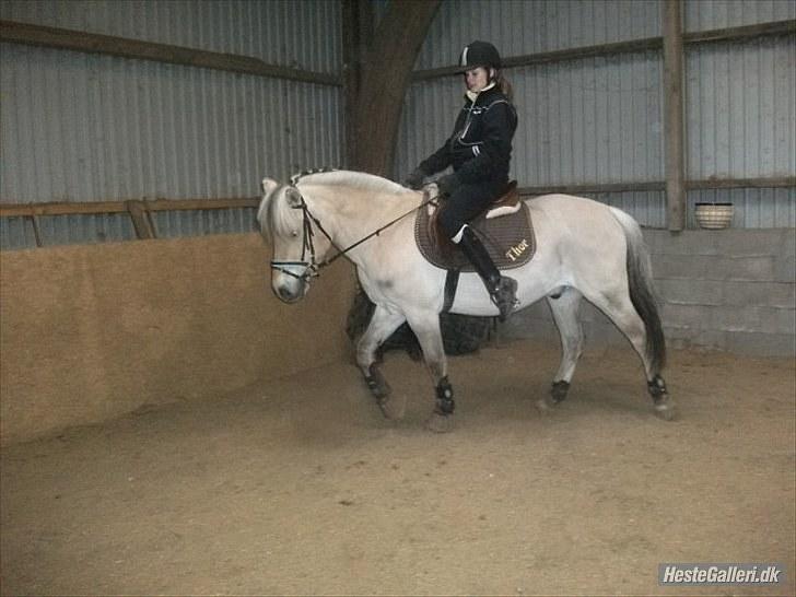 Fjordhest Thor Aalykke solgt :/ - BAMSENAALYKKE! Hygge opvarmning hos Rikke og Mette <3 billede 14