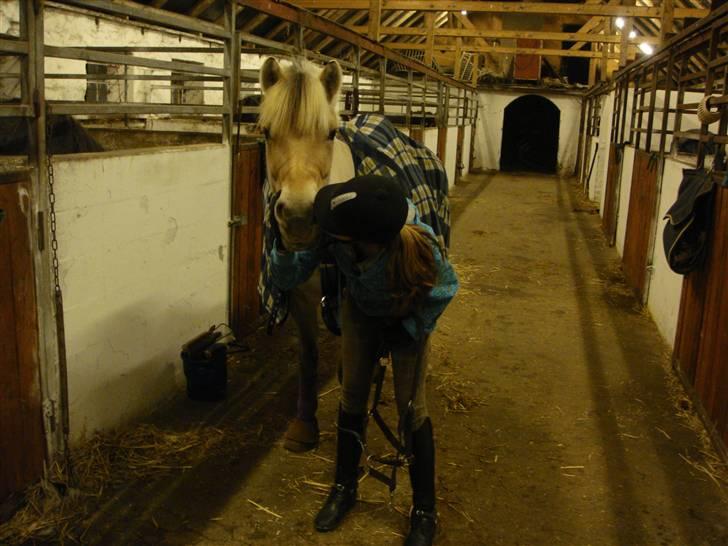 Fjordhest Thor Aalykke solgt :/ - SØDEAALYKKE!! Et lille kys :* JEG ELSKER DIG AALYKKE!  billede 15