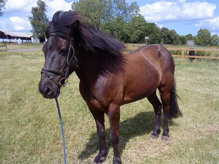 Islænder Sliepnir<3 R.I.P :'( - Wow slippy er smuk billede 12