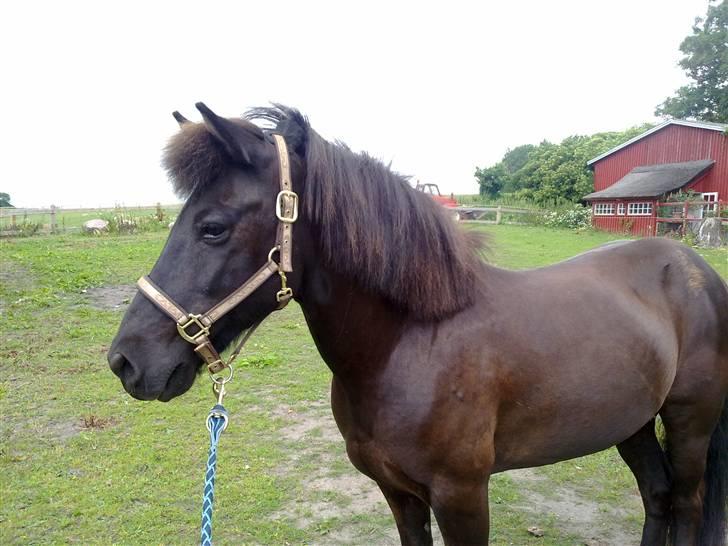 Islænder Sliepnir<3 R.I.P :'( - Lækkere slippy billede 13