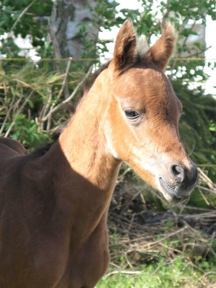 Arabisk fuldblod (OX) Rijana billede 1