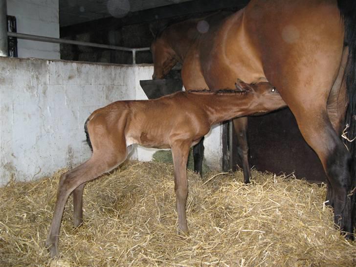 Arabisk fuldblod (OX) Rijana - Rijana i sit første dagslys billede 2