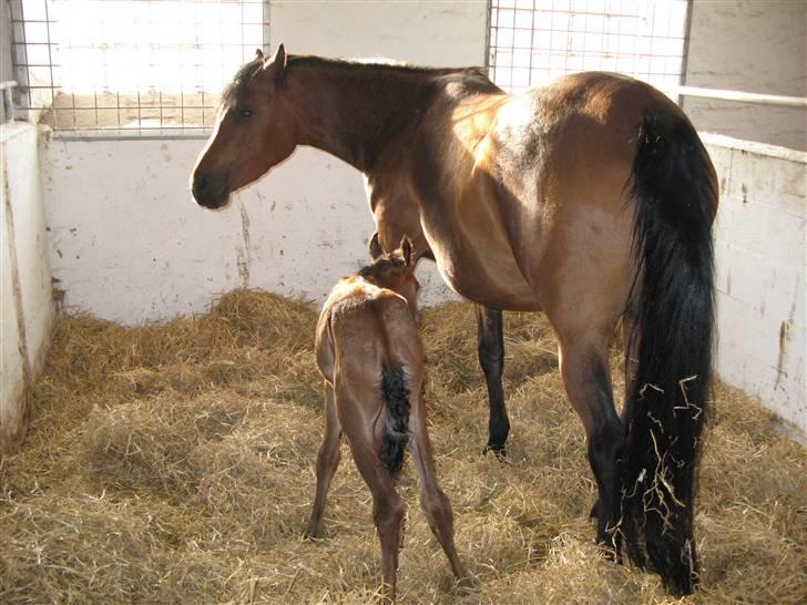 Arabisk fuldblod (OX) Rijana - Rijana og en træt mor efter nattens strabadser billede 4