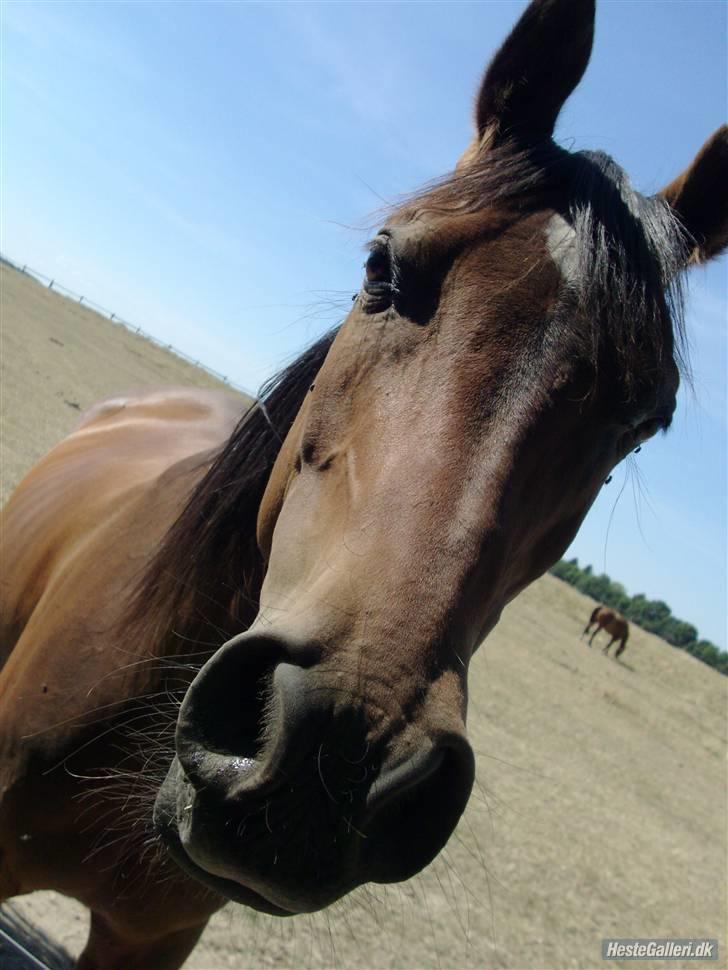 Arabisk fuldblod (OX) Gevinst.. Gammel part - Gevinst på fold.. Puh det er varmt! billede 2
