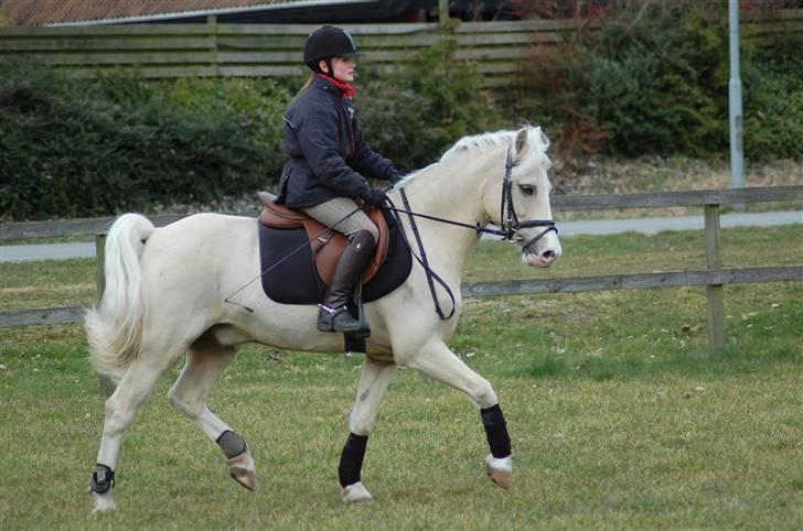 Welsh Pony (sec B) Rosengårdens Nathowra - Goldfinger og jeg rider dressur <3 :) Foto: Line Hald billede 9