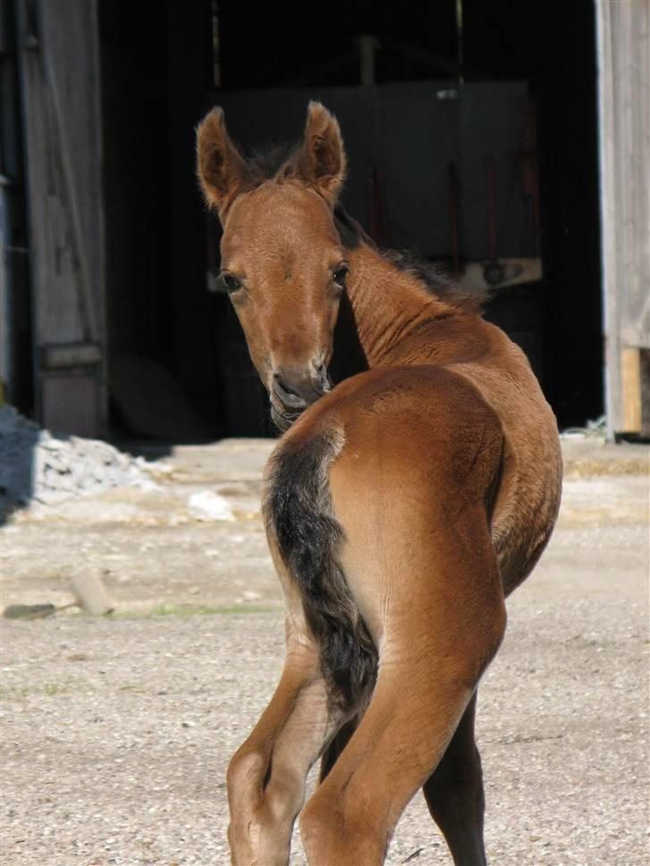 Arabisk fuldblod (OX) Rijana - Uh ha hvor det klør! billede 5
