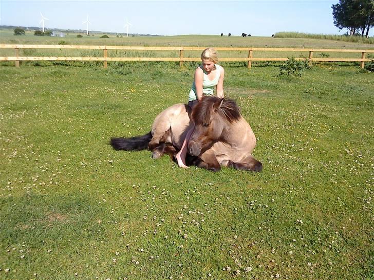 Islænder Urdúr<3 - Sarah og ødur hygger billede 17