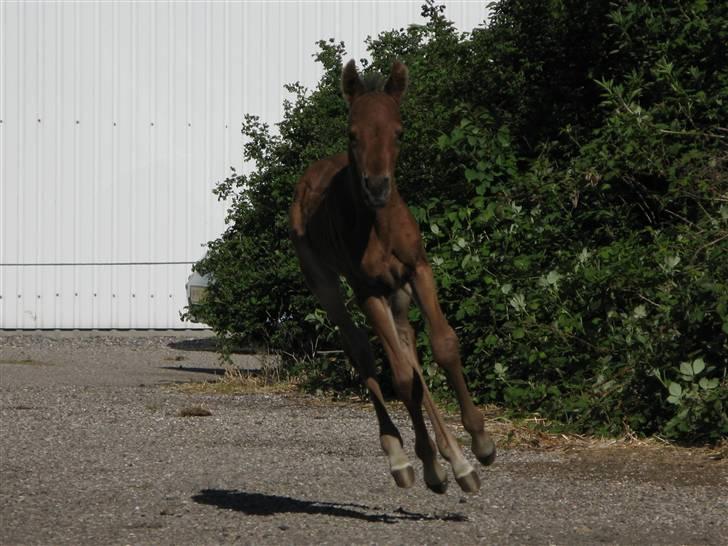 Arabisk fuldblod (OX) Rijana - Se mig. Fuld fart uden at røre jorden. billede 6