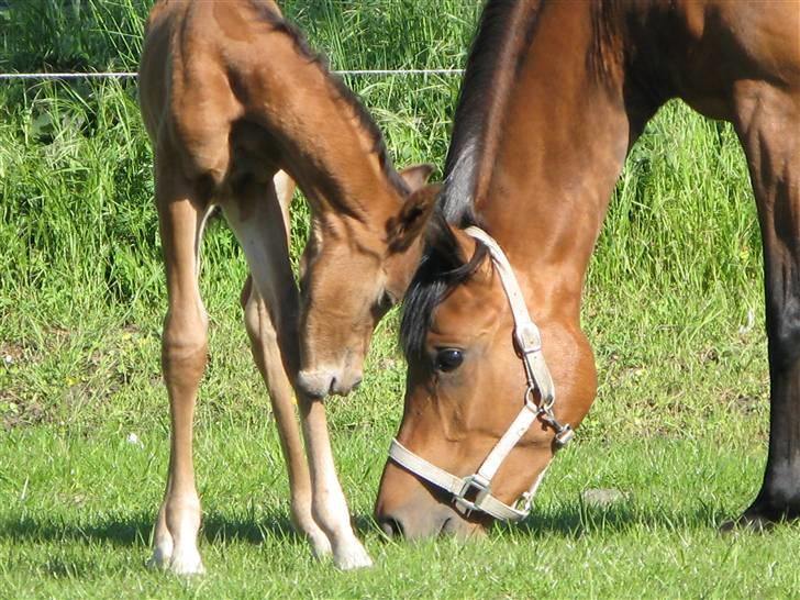 Arabisk fuldblod (OX) Rijana - Hej mor.... billede 7