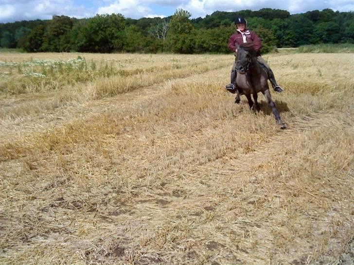 Islænder Urdúr<3 - Ødur og sarah jorde <3 billede 18