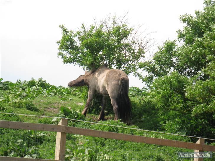 Islænder Urdúr<3 - uhh det klør <3 billede 19
