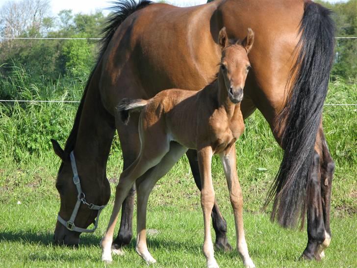 Arabisk fuldblod (OX) Rijana billede 8