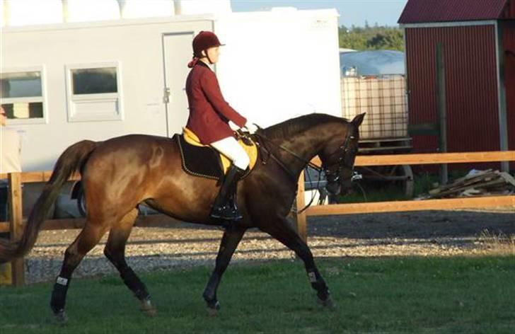 Dansk Varmblod Le´ Quick - Solrød Hestival 2007 billede 2