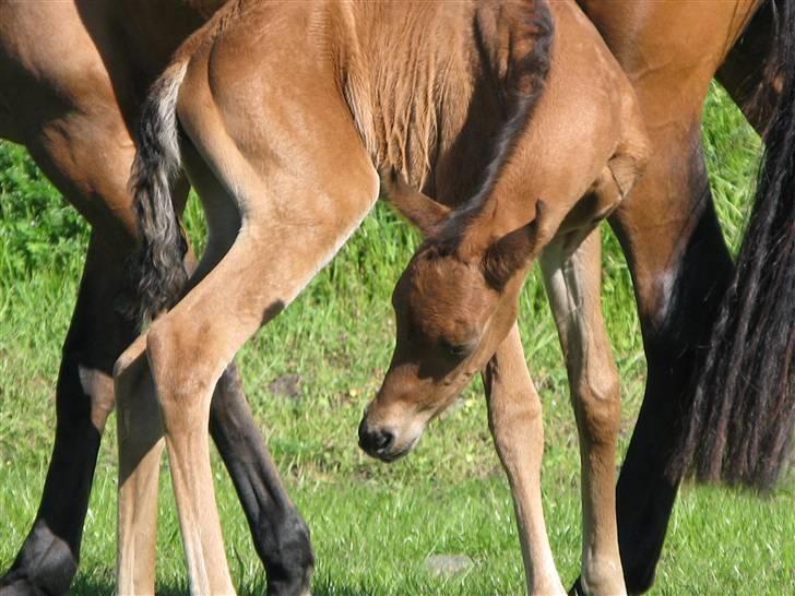 Arabisk fuldblod (OX) Rijana billede 9