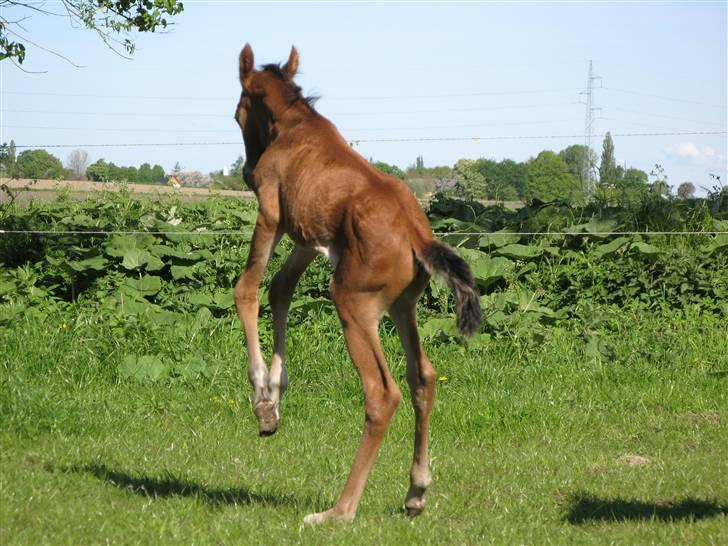 Arabisk fuldblod (OX) Rijana - Hallo jeg kan næsten lave bukkespring..... billede 10