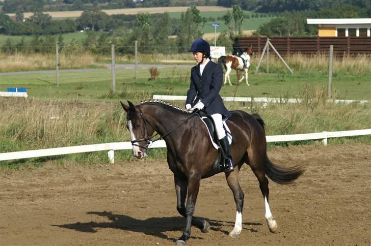 Dansk Varmblod Le´ Quick - Ja lidt dressur har vi da også gjort lidt i billede 3