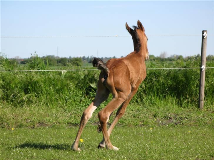 Arabisk fuldblod (OX) Rijana - Og så er det tid til fuld gas..... billede 11
