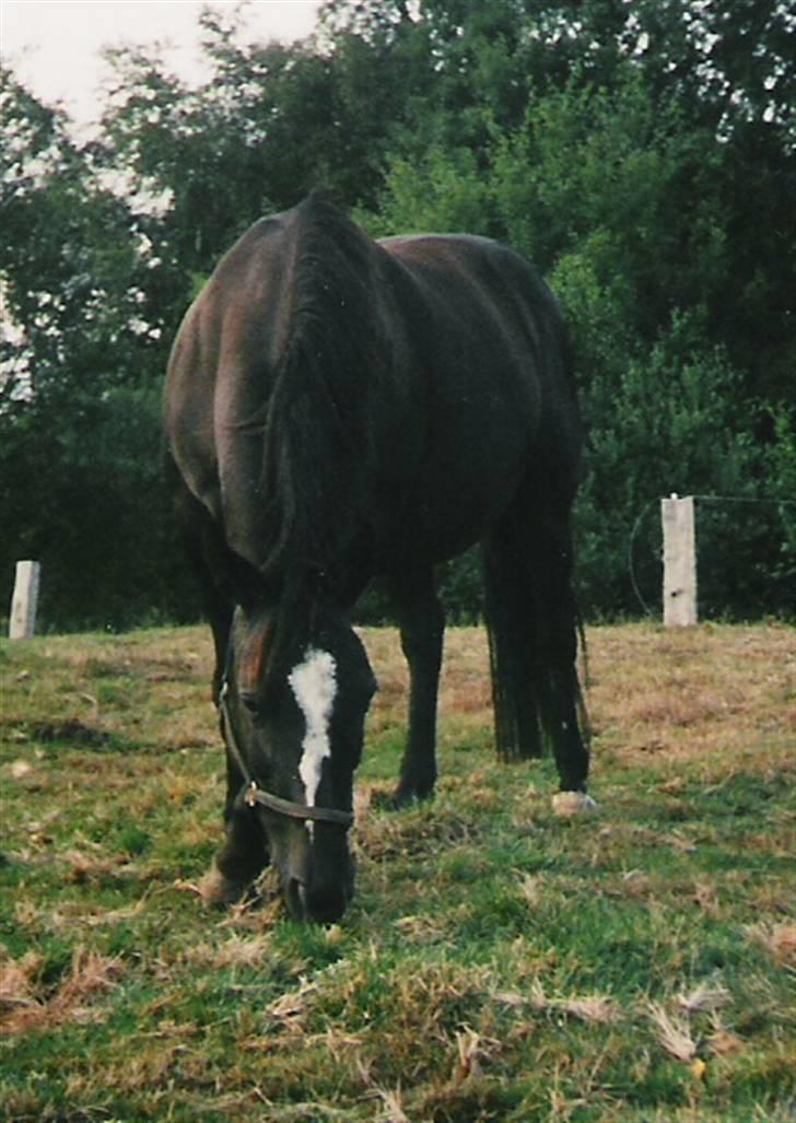 Anden særlig race Fury *aflivet 28/12 2015* <3<3 billede 1