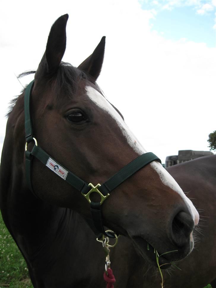 Dansk Varmblod Le´ Quick - Træningslejr på Blue Berry Hill 2008 billede 4