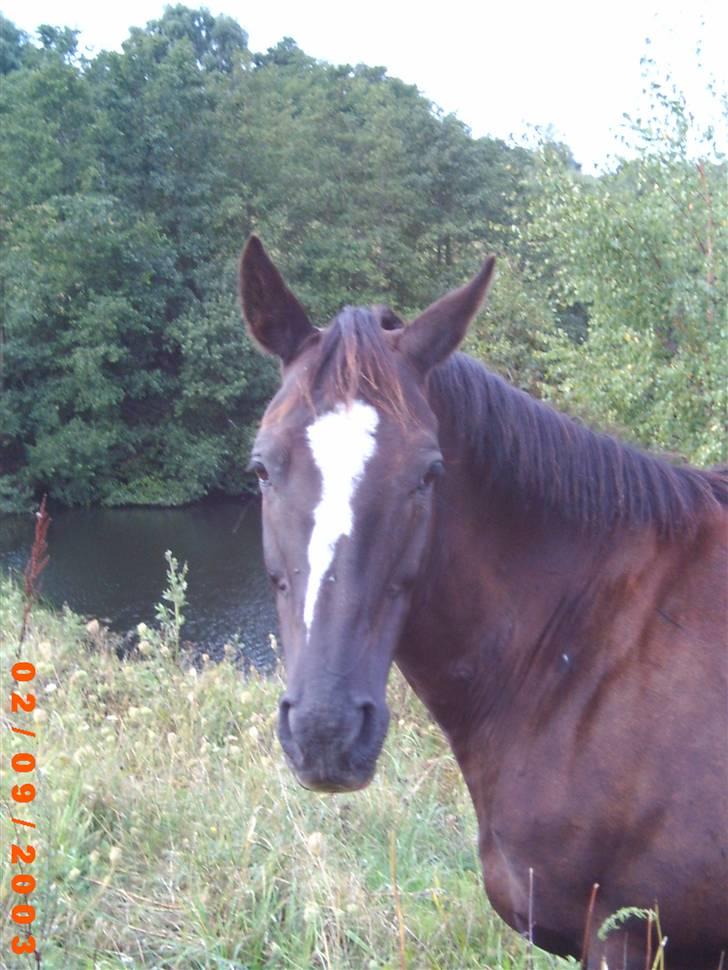 Anden særlig race Fury *aflivet 28/12 2015* <3<3 billede 3