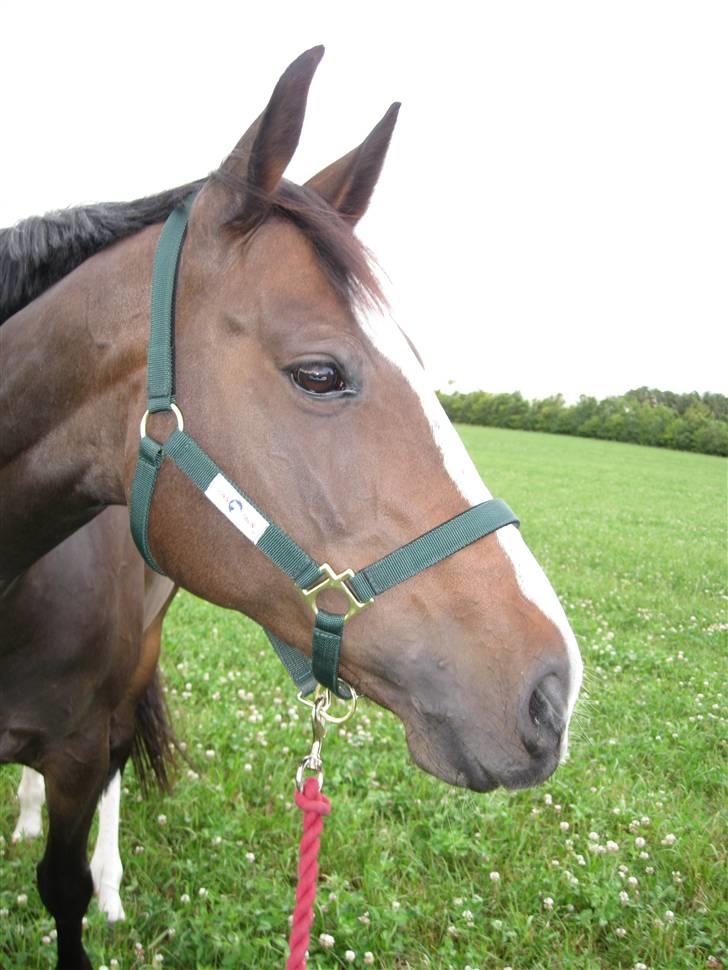 Dansk Varmblod Le´ Quick - Træningslejr på Blue Berry Hill 2008 billede 5