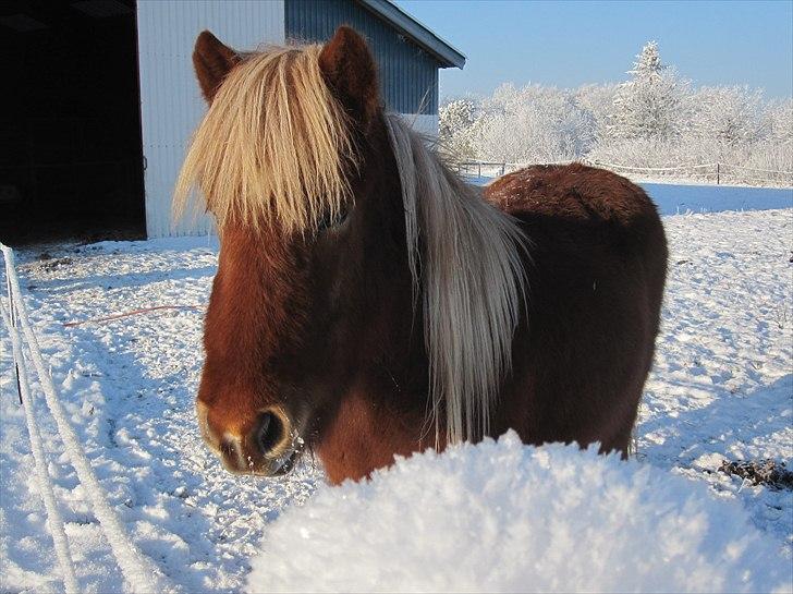 Islænder Bjarmi fra Egebjerg - Bjarmi i sneen.... billede 1