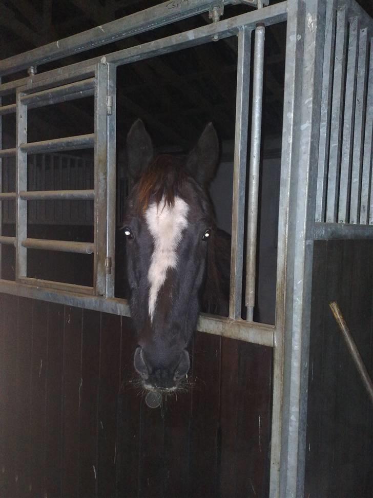 Anden særlig race Fury *aflivet 28/12 2015* <3<3 billede 4