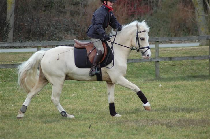 Welsh Pony (sec B) Rosengårdens Nathowra - Goldfinger og jeg rider dressur <3 :) Foto: Line Hald billede 10