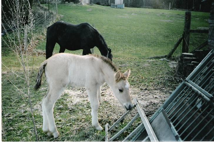 Anden særlig race Fury *aflivet 28/12 2015* <3<3 billede 5